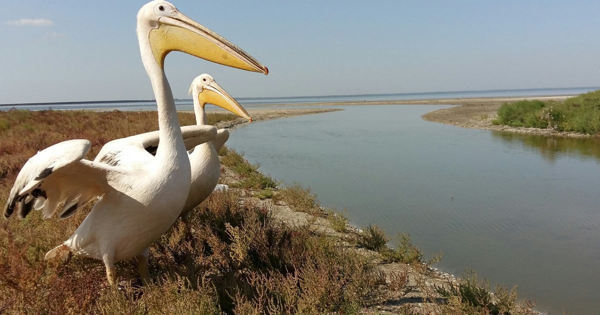 З ресторану в Одеській області врятували пеліканів з понівеченими крилами: фото
