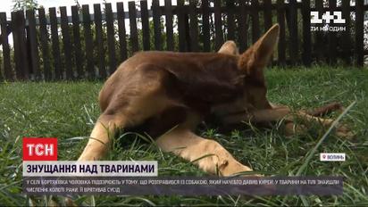 На Волині чоловік урятував собаку, якого хотів убити сусід