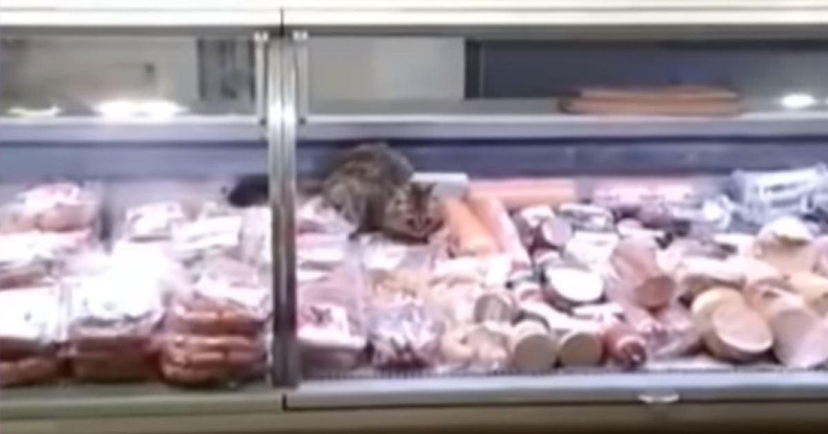 В Киеве ищут кота, который нагло пообедал на прилавке колбасного отдела в супермаркете