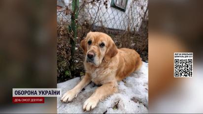 Неймовірна історія Плюші! Собака-поводир повернулася до хазяїна через два роки!