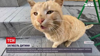 Новости Украины: в Ровенской области кот задушил 4-месячного малыша