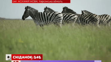 «Аскания нова». Мой путеводитель