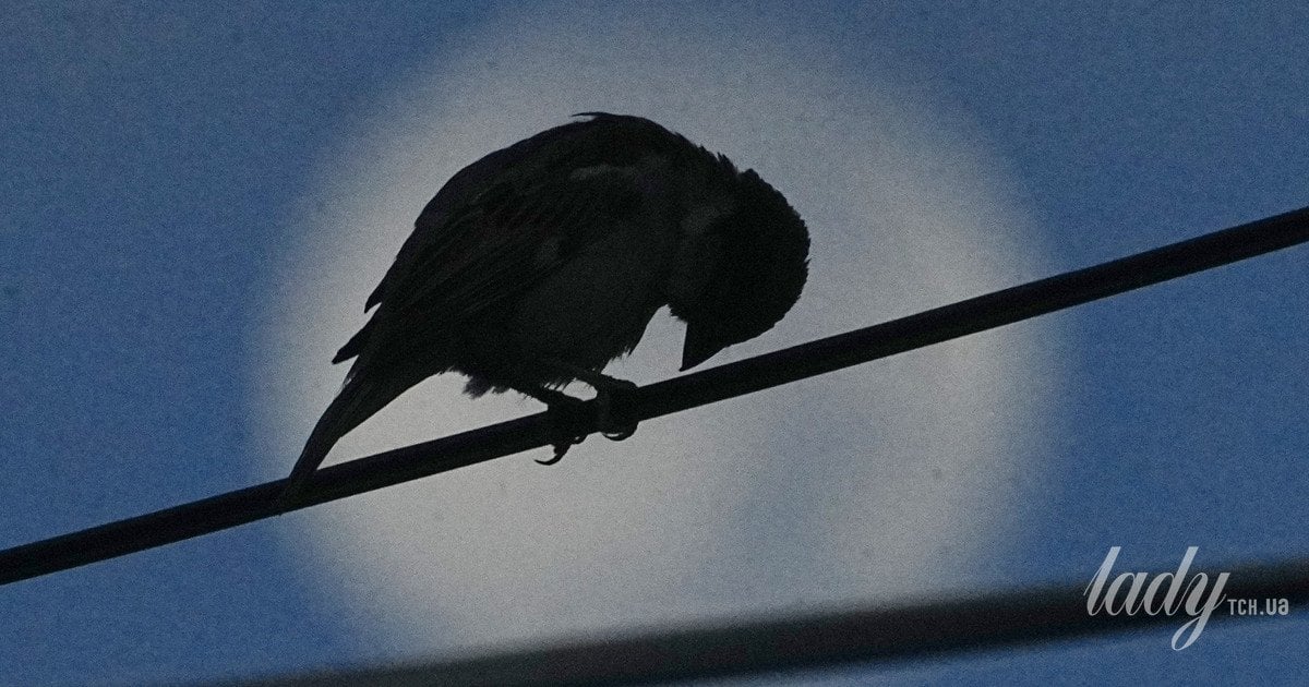 Чому птахи так голосно співають на світанку