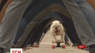 Бульдог на кличку Отто проїхався на скейтборді під ногами 30 людей