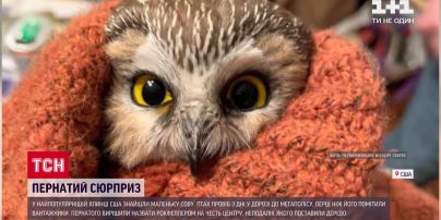 У найпопулярнішій ялинці Америки знайшли маленьку сову