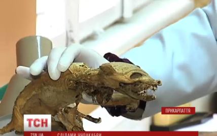 Жителі Коломиї стверджують, що знайшли мертву чупакабру