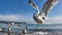 Гороскоп на 10–16 серпня 2026 року