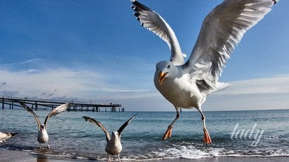 Гороскоп на 24–30 серпня 2026 року