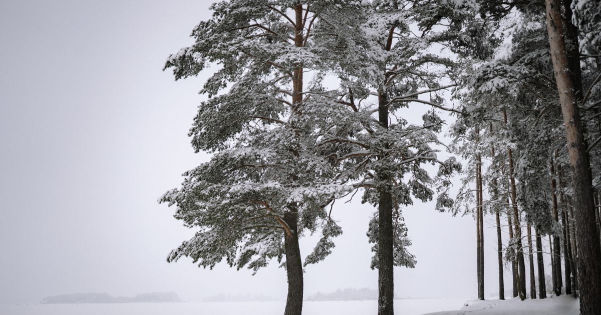 Народні прикмети, обряди і звичаї 13 грудня