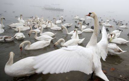 У природному парку Херсонської області масово гинуть лебеді: підозрюють небезпечні захворювання