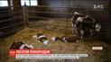 Швейцарські активісти пропонують виділяти фермерам 200 доларів на кожну рогату корову