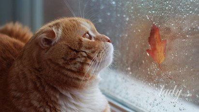 Гороскоп на 11 ноября