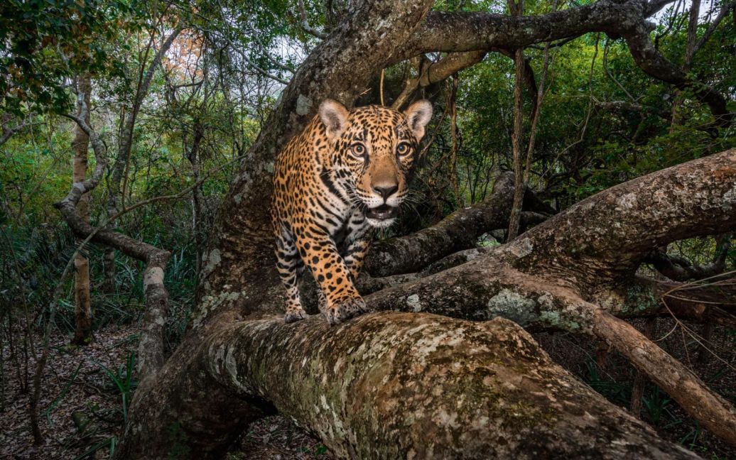 10-місячний ягуар повертається до безпечного дерева в Бразильській області Пантанал, найбільший у світі болотний курган. / © national geographic