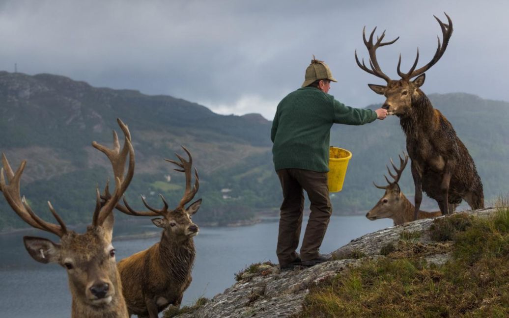 Поселення оленів в Шотландії – самців годують, щоб стимулювати ріст рогів. / © national geographic