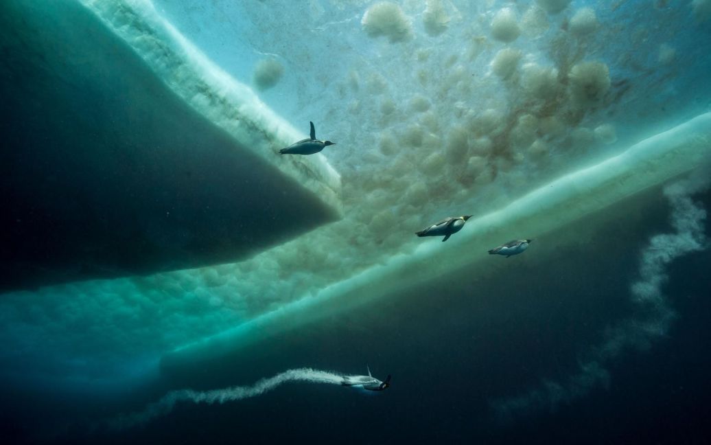 Імператорські пінгвіни у відкритому океані в пошуках їжі. / © national geographic