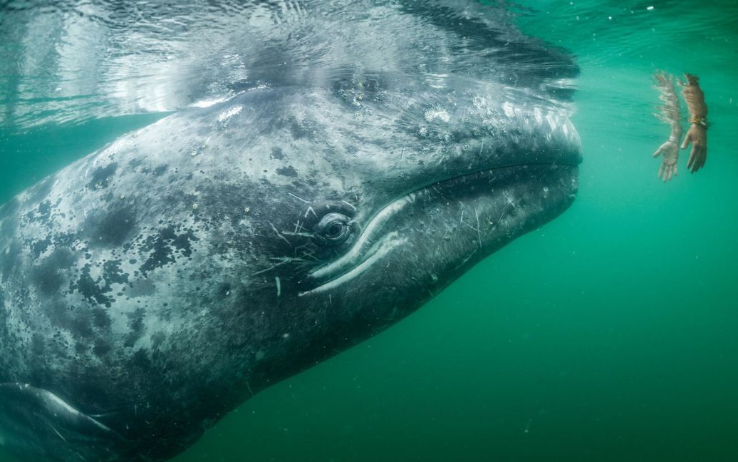 Сірий кит підплив до туристів в Мексиці. / © national geographic