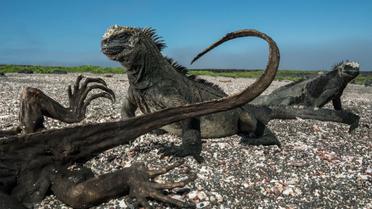Две морские игуаны рядом с игуаной-мумией на острове Фернандина. / © national geographic