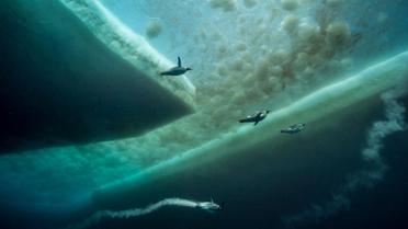 Императорские пингвины в открытом океане в поисках пищи. / © national geographic
