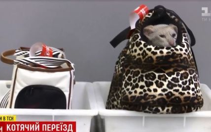 Паспорта на кошек и "сюрпризы" на взвешивании: что нужно знать украинцам, которые вылетают за границу с пушистыми любимцами