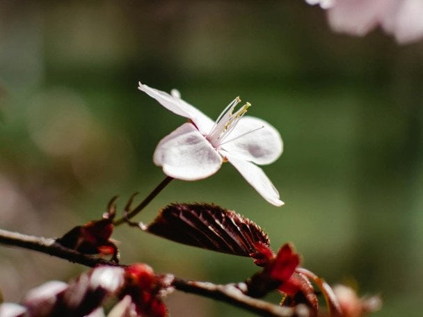 Народні прикмети 2 квітня / © pexels.com