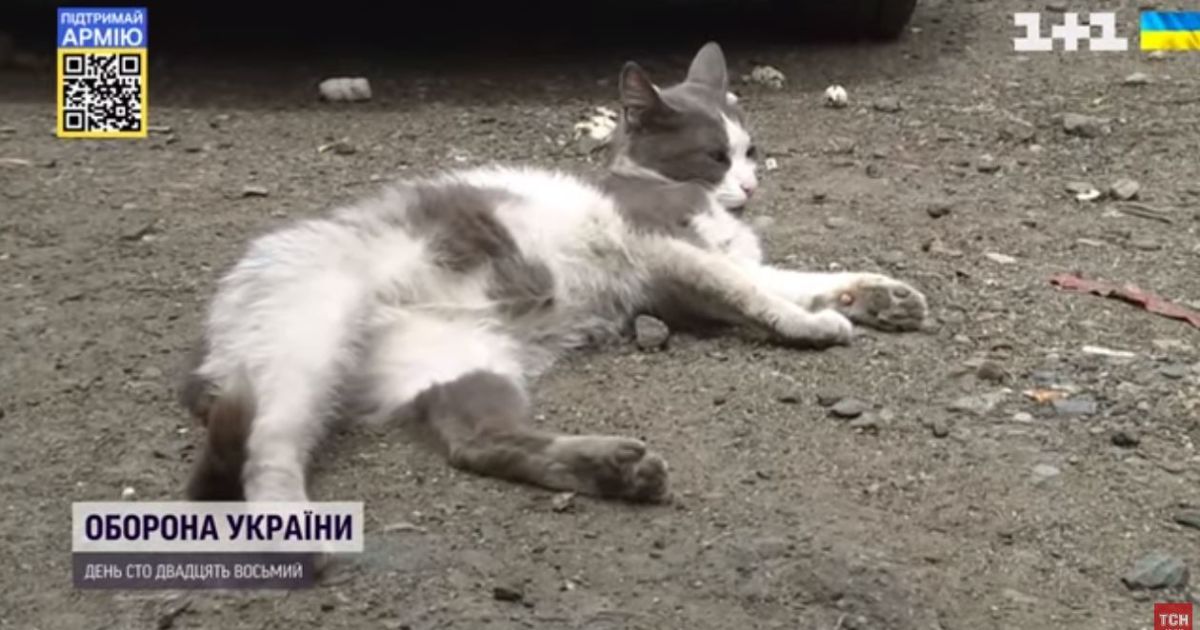 Кицька евакуювалась на автобусній підвісці із Миколаєва до Одеси і тепер відгодовується і "шикує" там грізних псів