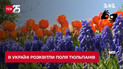 Найбільший парк тюльпанів в Україні заквітнув після місяця боїв та окупації