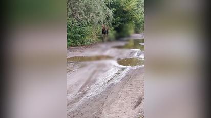 В Киеве возле метро "Житомирская" заметили лося