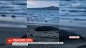У Новій Зеландії помітили морського слона, який відпочивав на узбережжі