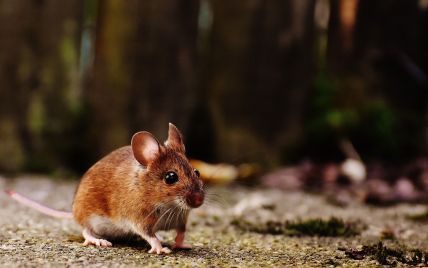 Сумчатые мыши могут исчезнуть через чрезмерный секс
