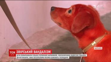 Зверское издевательство. В Болгарии дети покрасили красным красителем бездомную собаку