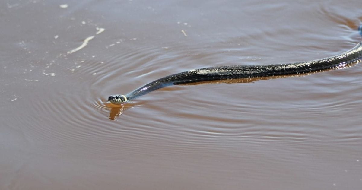 Змеи, скорпионы и блохи: туристов на морях и озерах Украины атаковали опасные "гады"