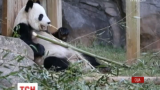 У зоопарку Атланти випадково виявили вагітність 19-річної панди