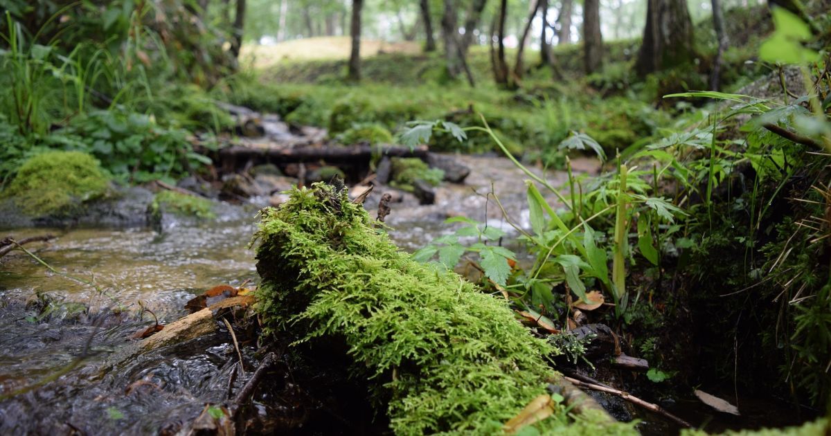 В Японии нашли мальчика, которого оставили в лесу родители