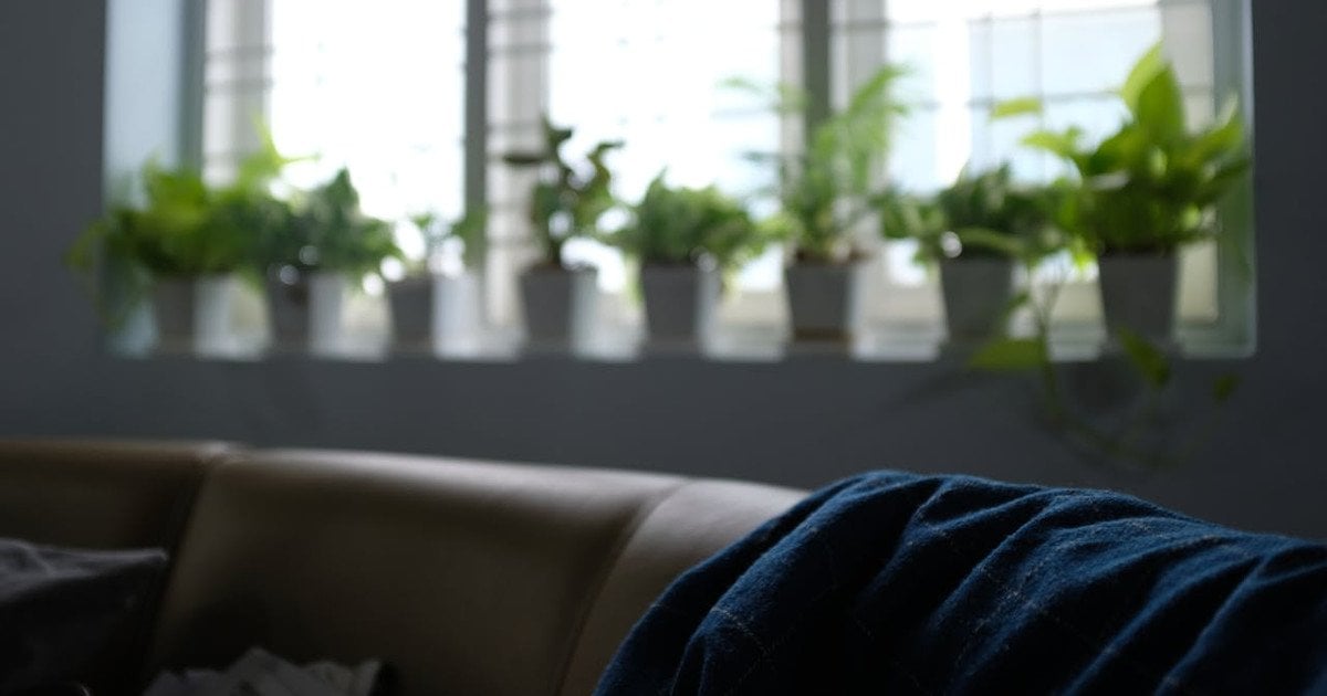 Зони в квартирі де кімнатні рослини не живуть