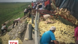 У китайській провінції Шаньдунь перекинулась вантажівка з курчатами