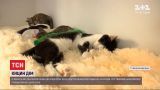 Подруги-волонтерки з Івано-Франківська врятували 50 кошенят
