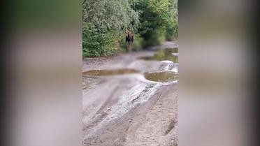 У Києві біля метро "Житомирська" помітили лося
