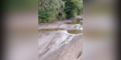 У Києві біля метро "Житомирська" помітили лося