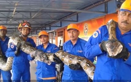 Умерла самая длинная змея в мире