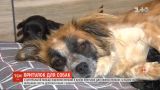 Помощь для самых слабых: в Польше открылся первый приют для больных собак