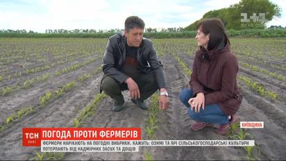 Погодні вибрики: засуха, зливи та заморозки завдали чималих збитків фермерам