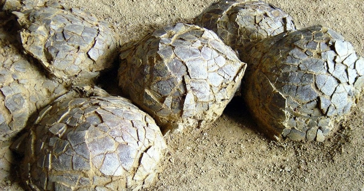 Яйця динозаврів