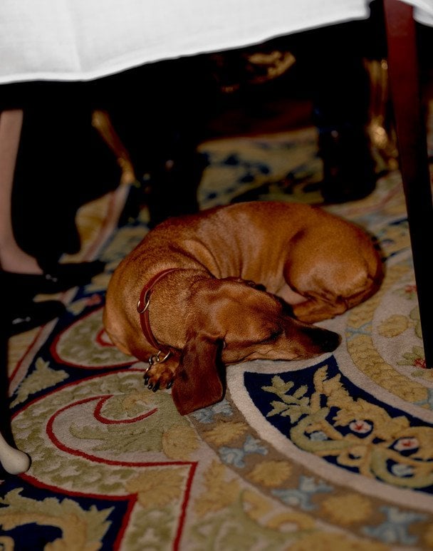 Такса королеви Маргрете II  / © Данська королівська родина/Instagram