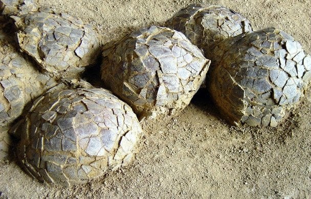 Пролежали у землі 70 мільйонів років: палеонтологи знайшли сотні яєць динозаврів