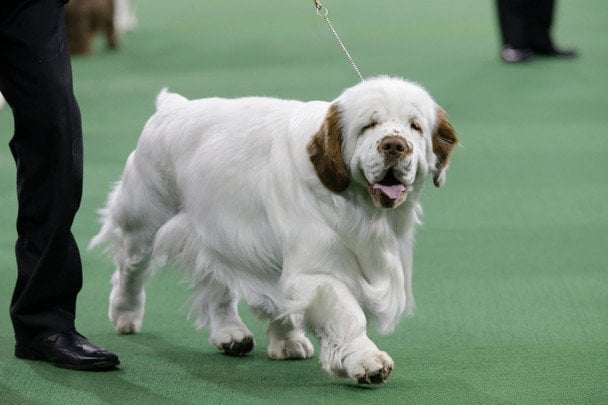 Кламбер-спаніель / © Associated Press