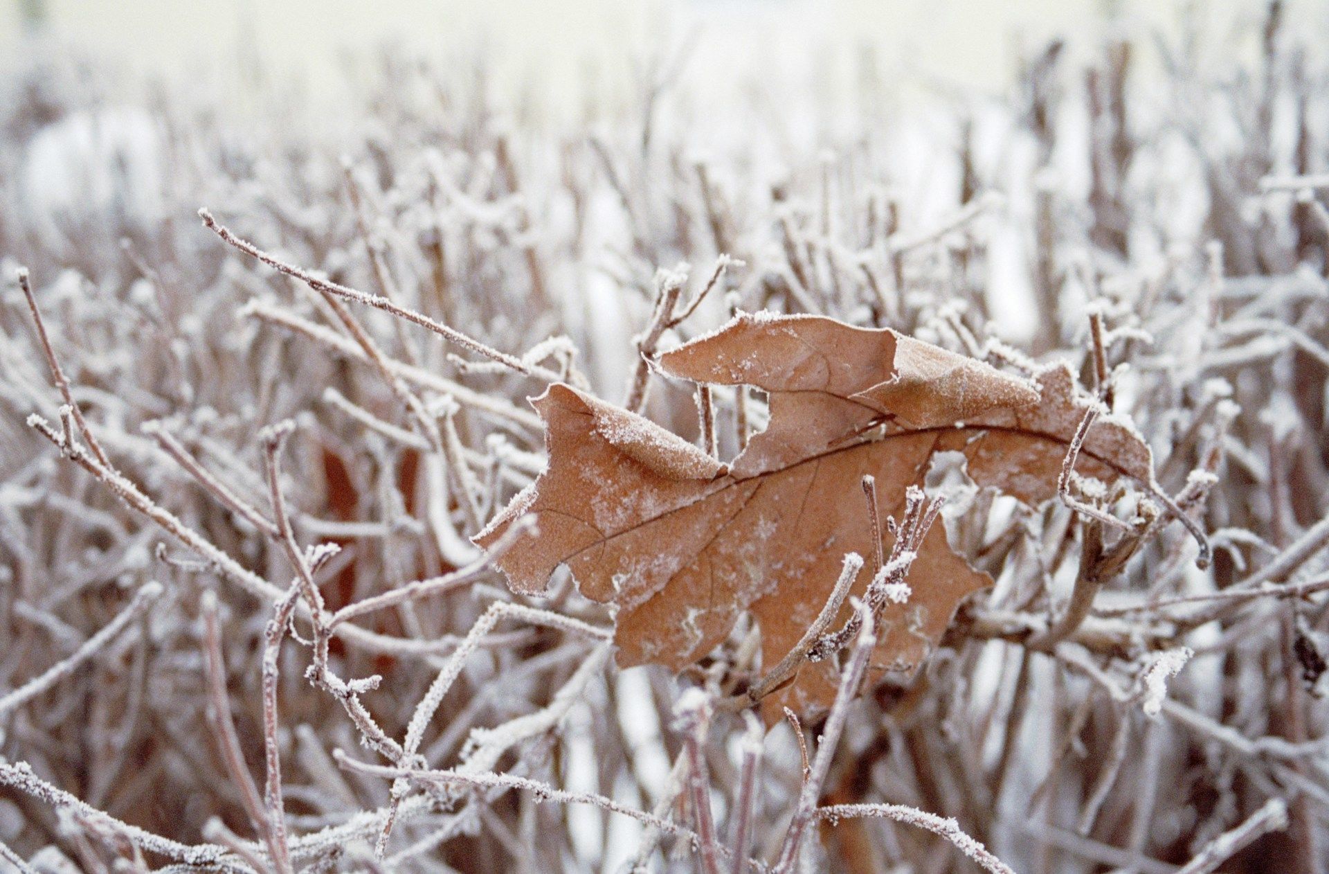 4 грудня ясна і безхмарна погода до швидких заморозків / © Unsplash