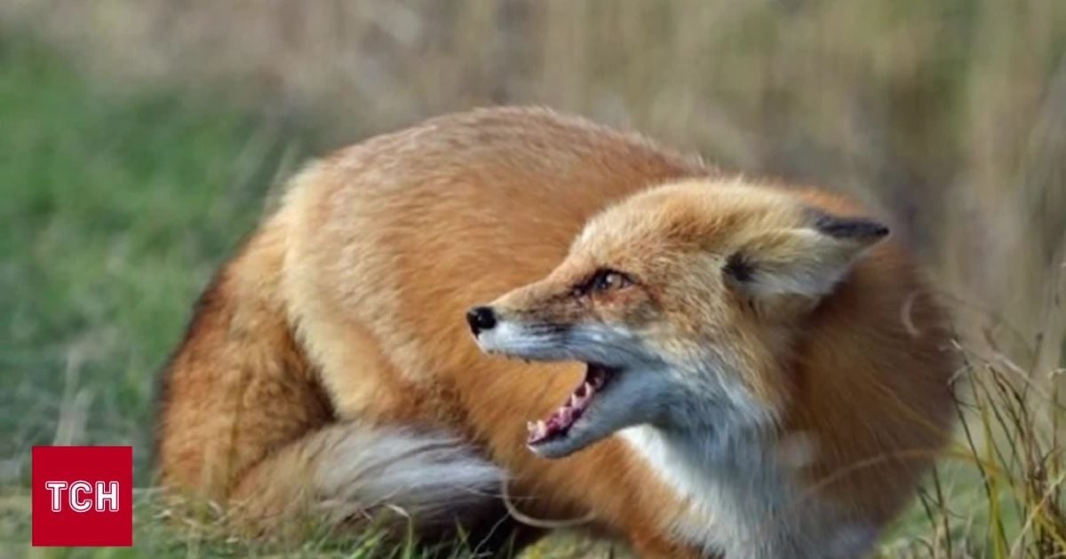 Бешенство распространено среди лисиц