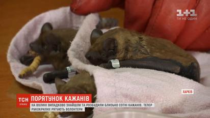 На Волыни зоозащитники спасают летучих мышей, которых случайно разбудили на 2 месяца раньше