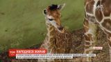 Жирафенка, который родился на Бали в разгар пандемии, назвали Корона