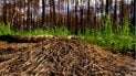 Мурахи у Чорнобилі